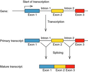 Mecanismo de Splicing