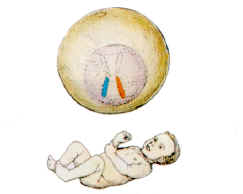 Dexeus.jpg (64956 bytes)