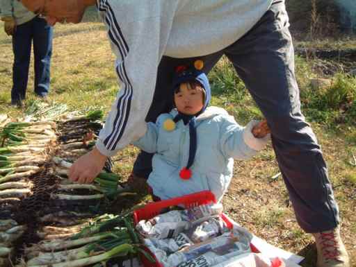 Preparando los "calçots"